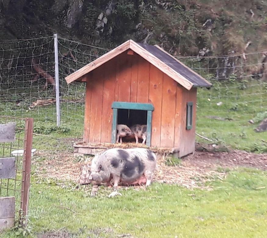 Ferienwohnung Alpklang 安特奥恩 外观 照片